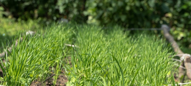 Beetreihe mit Stielen im Garten