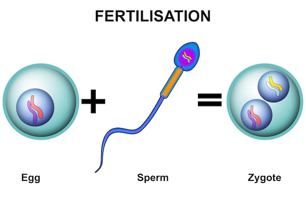 Foto befruchtungsprozess von spermium und eizelle