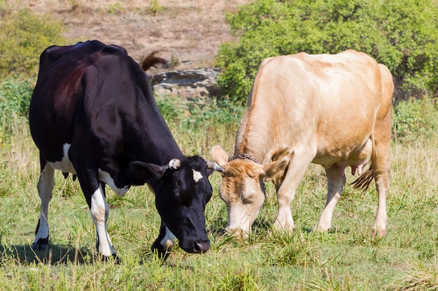 Bege e preto em um pasto de outono estão comendo grama