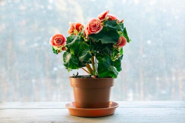 Foto begonia elatior floreciente de la variedad borias floriculture hobby green home