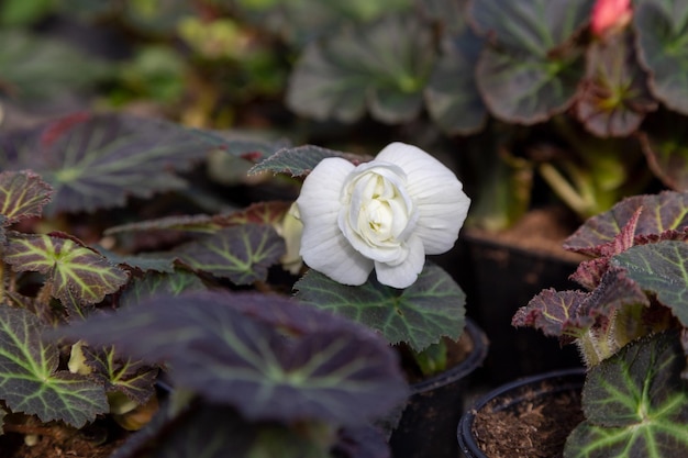 Begonia una flor blanca entre hojas verdes