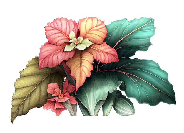 Begonia Flor Ilustración botánica Maceta Flores Pintura realista Resumen Generativo AI Ilustración