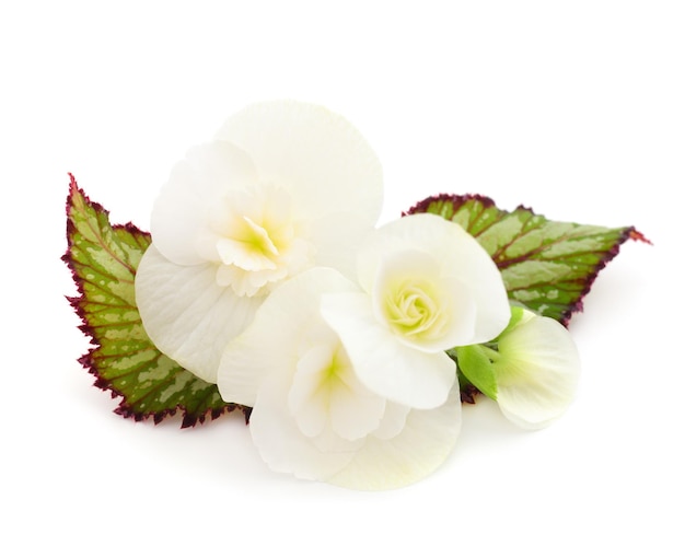 Begonia flores blancas