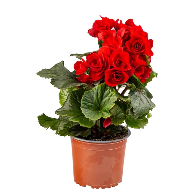 Begonia con flores espectacularmente rojas y brillantes