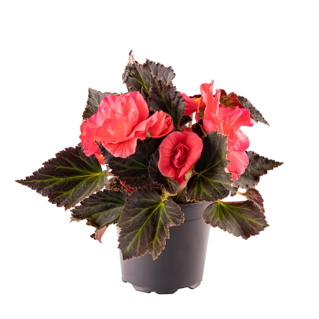 Begonia con flores rojas