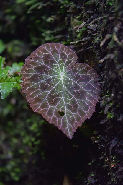 Begonia fulgurata com folhas coloridas e nativas apenas em chiangmai, Tailândia