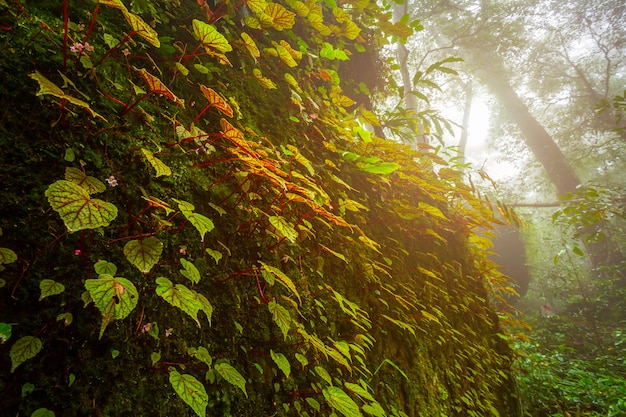 Begonia hojas en la roca en el bosque de poca profundidad de selva tropical