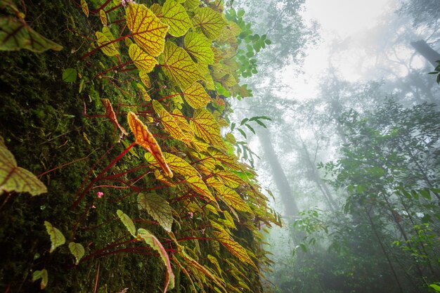 Begonia hojas en la roca en el bosque de poca profundidad