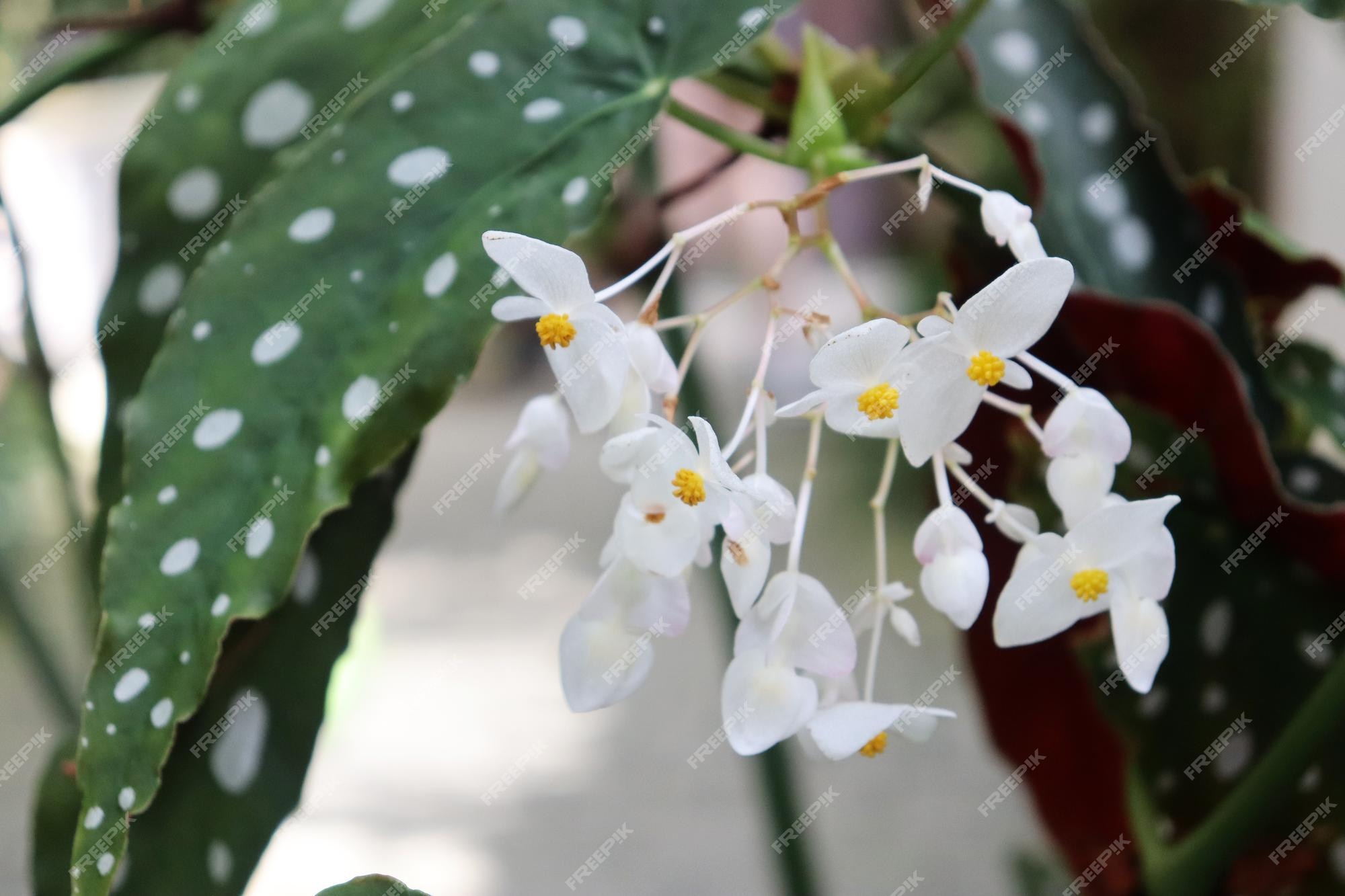 Página 3 | Fotos Begonias, 1.000+ fotos de arquivo grátis de alta qualidade