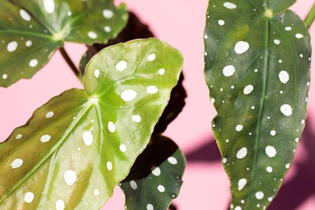 Foto begonia maculata hojas sobre fondo rosa