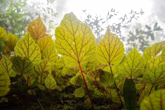 Foto begonia en piedra en el bosque