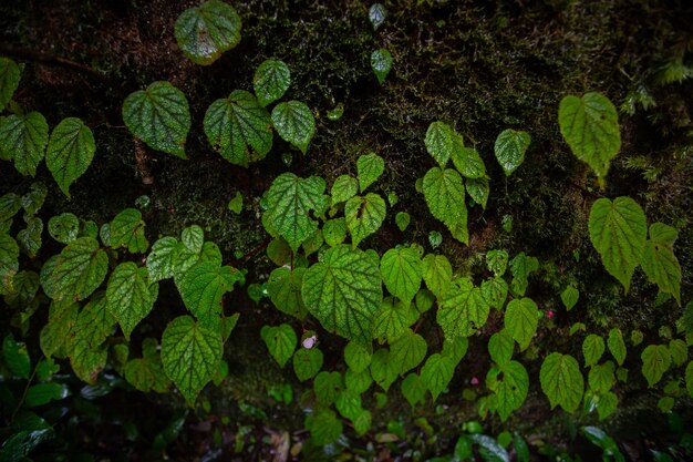 begonia en piedra en la temporada de primavera