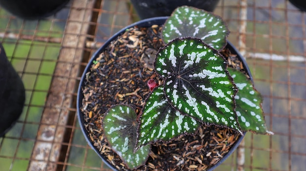 Begonia rhizomatoous kitkat Die Farbe der Blätter wird von Schwarzgrün und Silber dominiert.