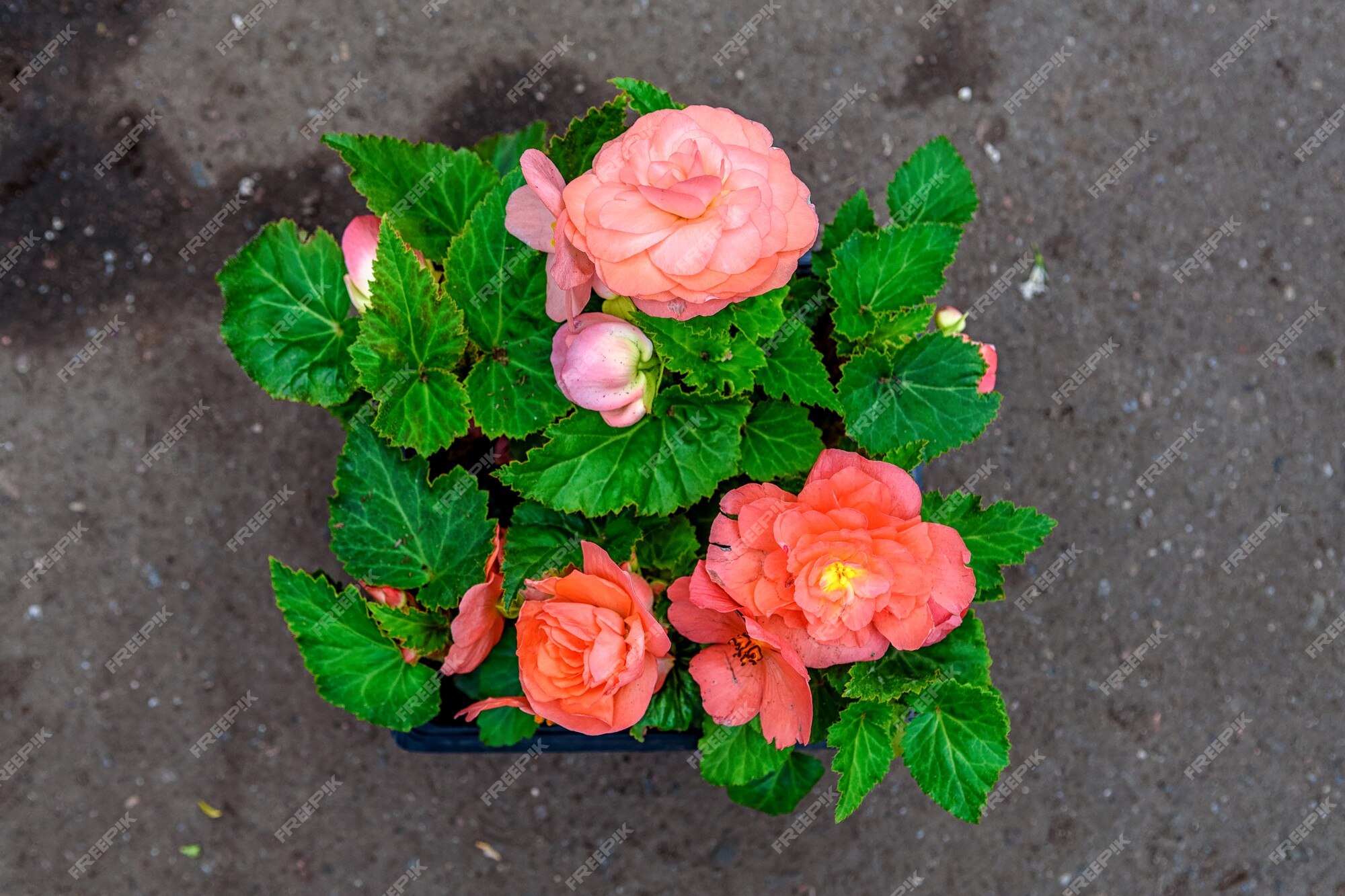 Begonia rosa flores begonia tuberosa en el centro de jardinería | Foto  Premium