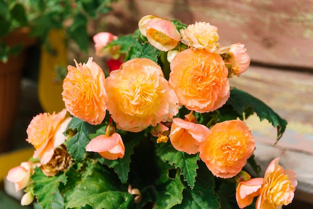 Begonia terry naranja en el jardín