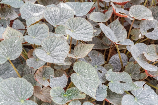 Begonia