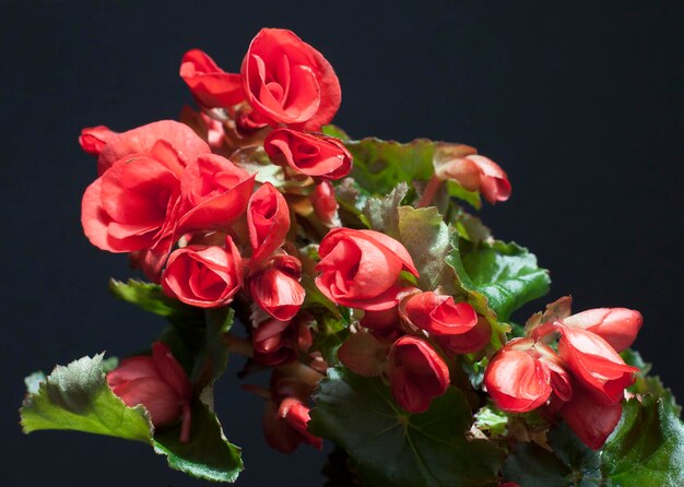 Foto begonia