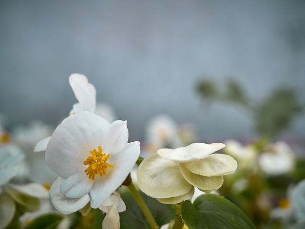 Begonias blancas en jardín.