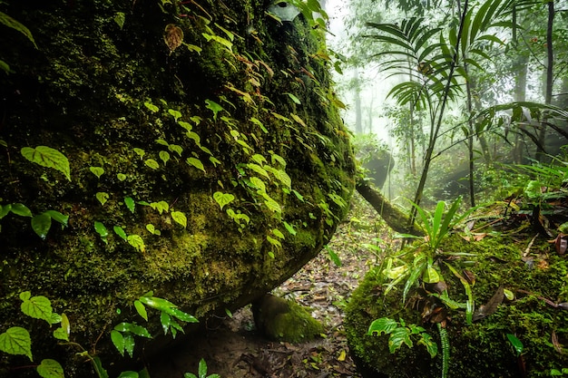 Begonie geht auf einem Felsen im Wald