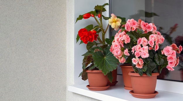 Begonien verschiedener Arten Knollen und Elatier in Töpfen im Innenbereich Zimmerblumen Hobby-Blumenzucht