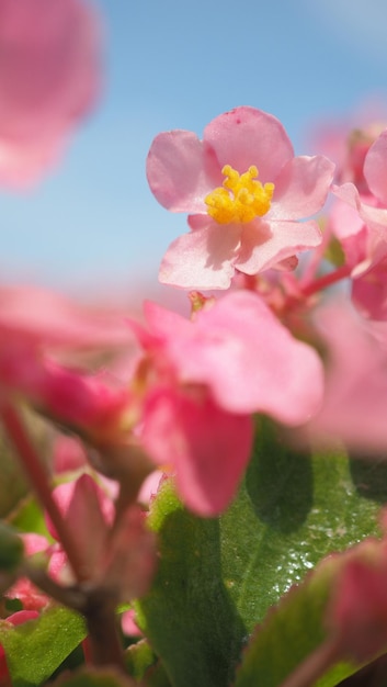 Begonienblüten und blauer Himmel in der japanischen Provinz Hokkaido Furano