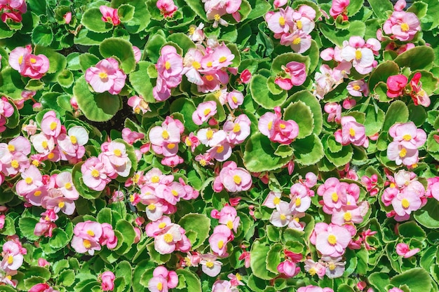 Begonienblumensämlinge werden zum Pflanzen auf einem dekorativen Blumenbeet vorbereitet