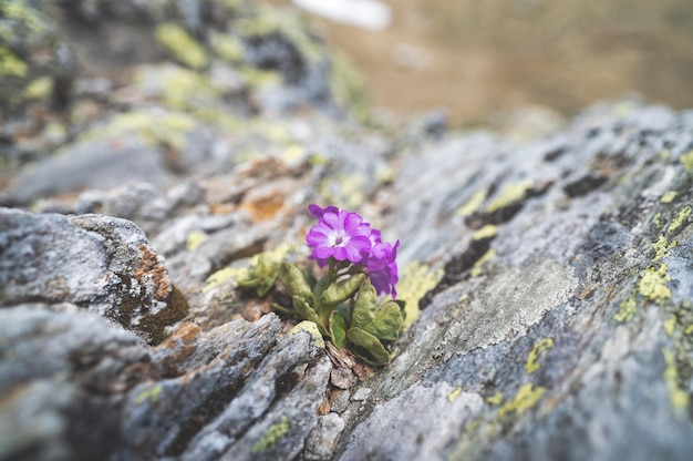 Behaarte Primel zwischen Felsbrocken mit Bergflechten