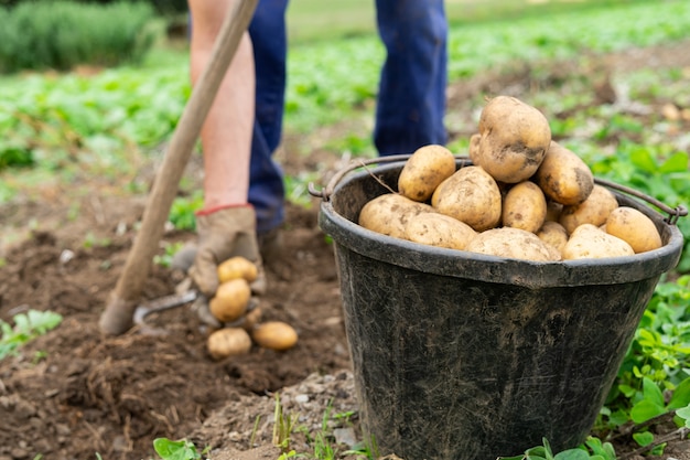 Behälter mit frisch geernteten Kartoffeln. Landwirtschaftliches Konzept.