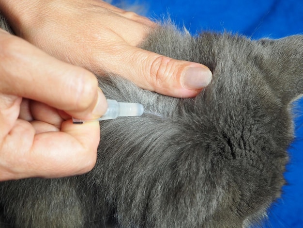 Behandlung einer Katze von Flöhen und Zecken