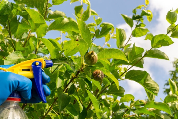 Behandlung von Apfelbaumzweigen im Sommer mit einem Fungizid gegen Schädlinge oder bakterielle Krankheiten. Pflanzen mit einem Sprühgerät besprühen. Gartenpflege.