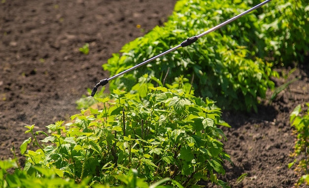 Behandlung von Büschen mit Insektiziden im Garten. Selektiver Fokus