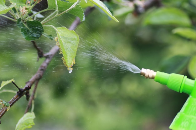 Behandlung von Pflanzen von Schadinsekten auf dem Bauernhof