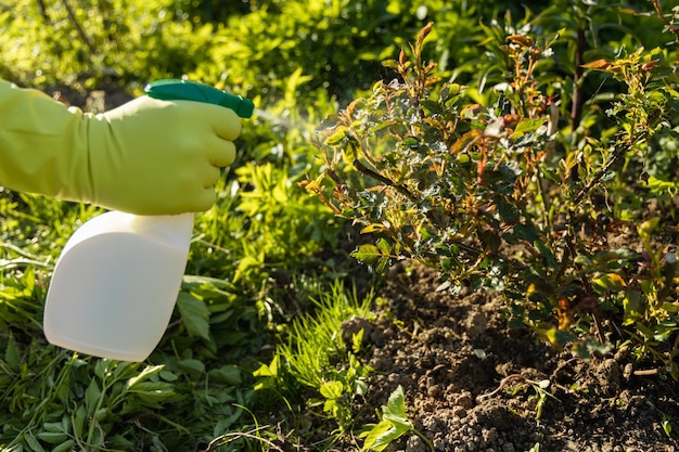 Behandlung von Rosen gegen Schädlinge Blattläuse und Pilze Heilmittel gegen Rosen gegen Krankheiten und Schädlinge