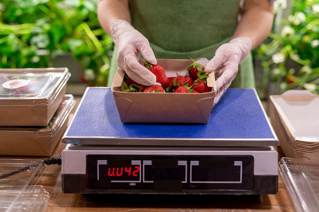 Behandschuhte Hände der jungen Arbeiterin der vertikalen Farm, die an einer Waage steht und frische reife Erdbeeren in einen Papierbehälter legt