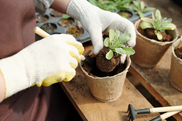 Behandschuhter Gärtner mit Handwerkzeug, der Blumensetzlinge umpflanzt