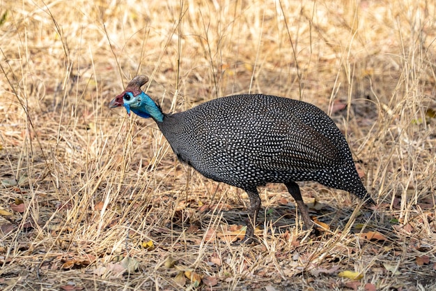 Behelmtes Perlhuhn im Krüger Park