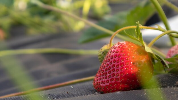 Bei sonnigem Wetter auf der Plantage frische reife organische große rote Erdbeeren im Freien pflücken. Erdbeerfeld auf einer Obstfarm. Eine neue Ernte von süßen offenen Erdbeeren, die draußen im Boden wachsen.