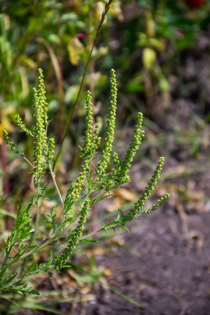 Beifußblättrige Pflanzen (Ambrosia artemisiifolia) verursachen Allergien