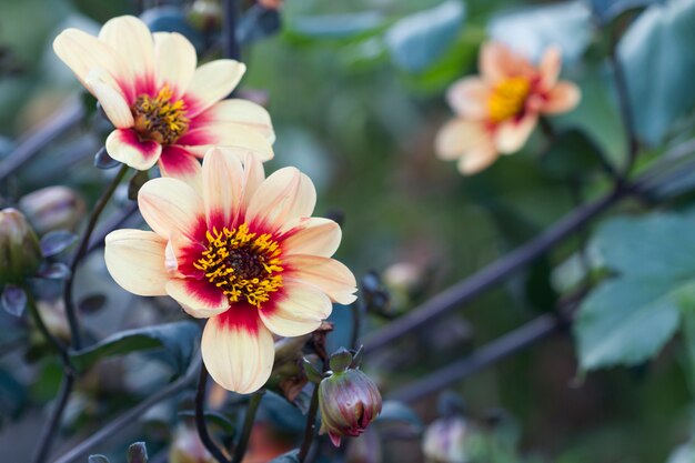 Beige Dahlie im Garten im Herbst auf einem dunklen Hintergrund