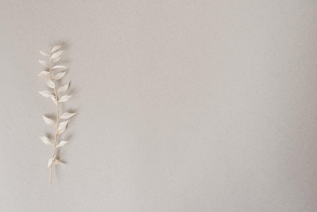 Beige Hintergrund mit einem einzigen Blatt darauf Das Blatt ist dünn und zart