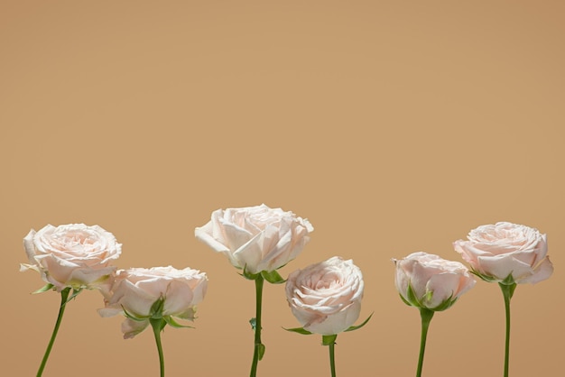 Beige Hintergrund mit rosa Rosen