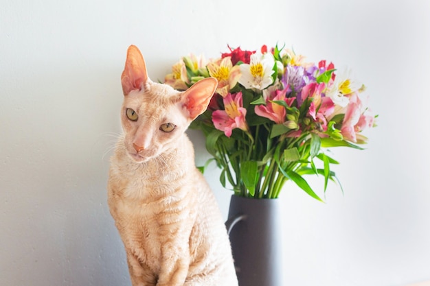 Beige kornische Katze mit einem Blumenstrauß in einer Vase auf einem Holztisch