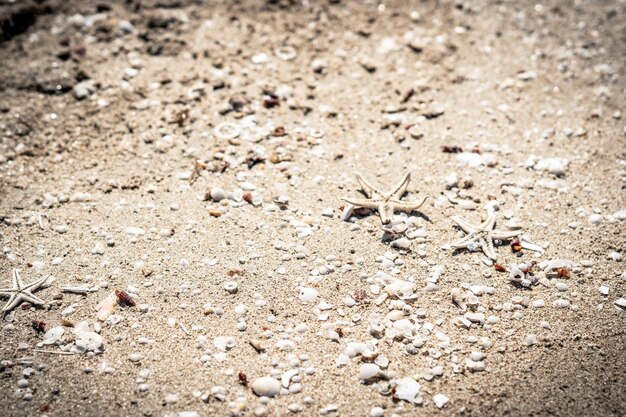 Beige leonado marrón hermosa naturaleza fondo diseño protector de pantalla web papel tapiz para resort spa relax Un montón de pequeñas estrellas de mar conchas marinas biomas oceánicos colocados engendran en la superficie de la arena del mar de la playa Copiar espacio