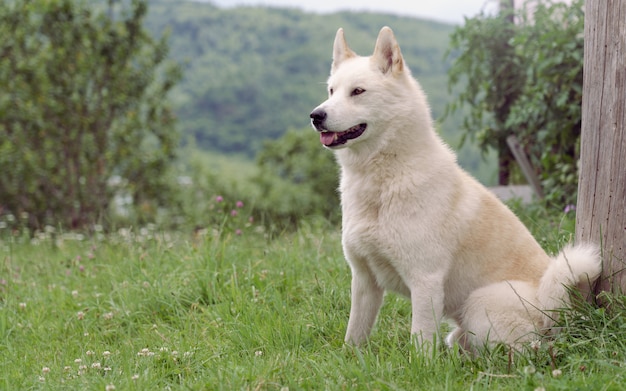 Beige perro Laika macho sentado al aire libre