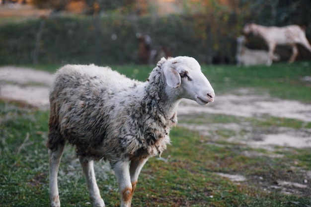 Beige Schafe laufen auf grünem Gras und weiden mit anderen Schafen auf der Wiese im Wald im Herbstbauernhof...