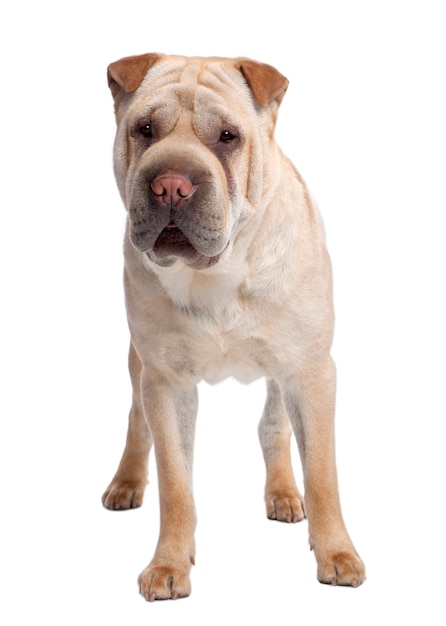 Beige Sharpei