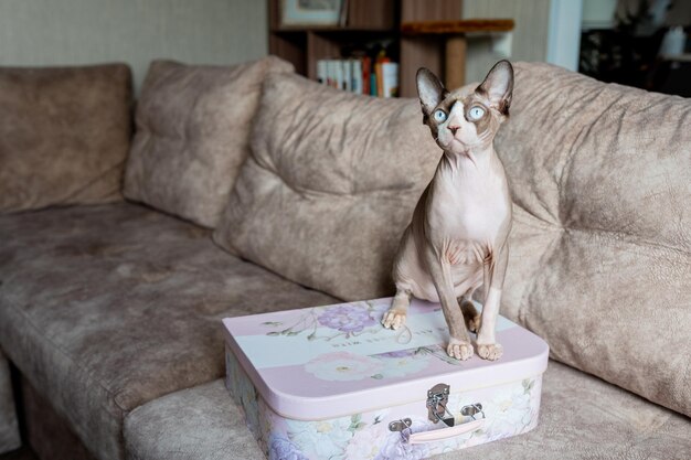 beige sphinx katze auf der couch