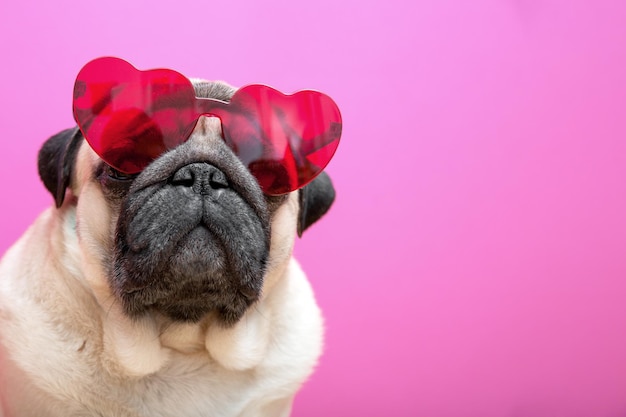 Beige süßer Pug-Hund in roter herzförmiger Brille auf rosa Hintergrund Valentine39s-Tageskonzept Symbol für Liebe und Romantik Kopierbereich in der Nähe