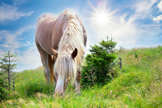 Beiges Pferd mit weißer Mähne auf einer Alm