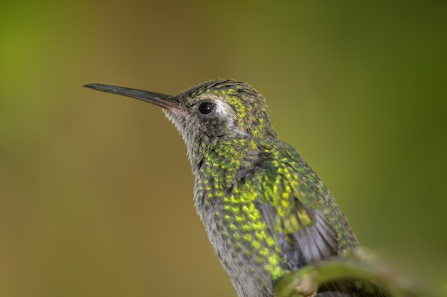 Beija-flor abelha verde linda olhando para frente com verde-amarelo borrado